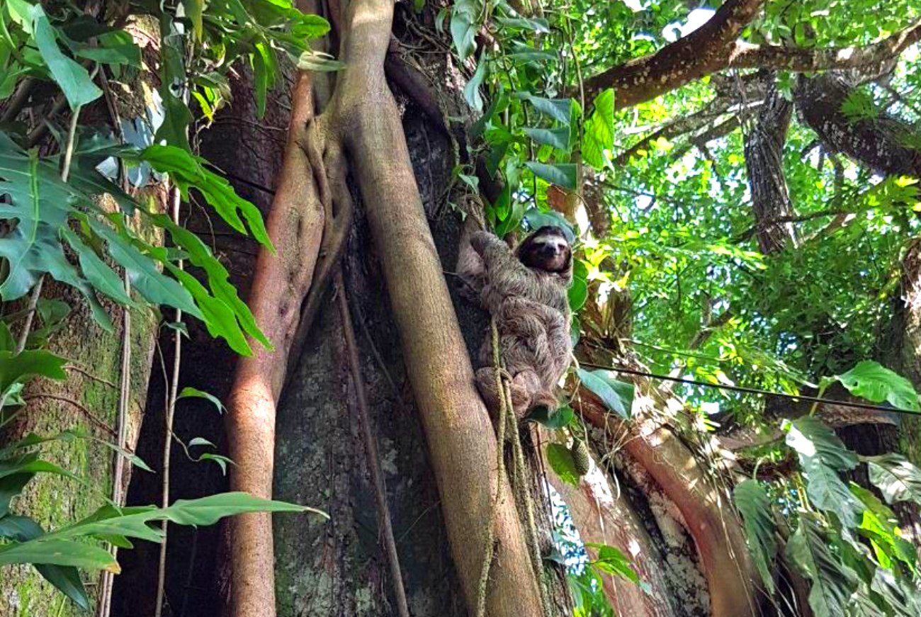 Коста Рика ленивцы. Трехпалый Ленивец Коста Рика. Ленивец в джунглях. Ленивцы живущие в тропическом лесу. Ленивец на дереве