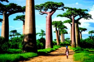Купить тур на Мадагаскар онлайн